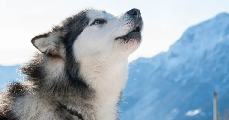 A Majestade do Malamute O Encanto do Cão do Alasca