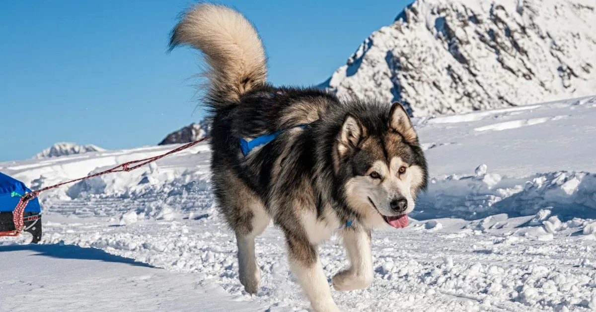 Aliança Ártica Malamutes e a História Inuit