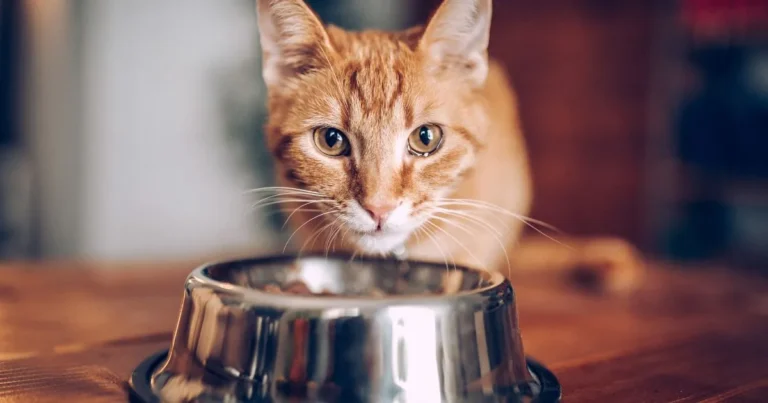 Quanto tempo um gato pode ficar sem comer