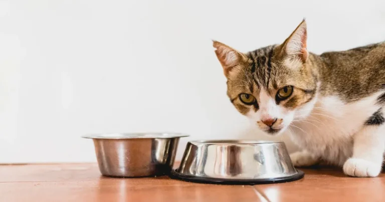 Quanto tempo um gato pode ficar sem comer
