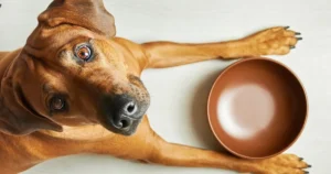 alimentação ideal para cachorro