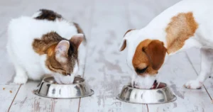 Dieta Balanceada para Cães e Gatos