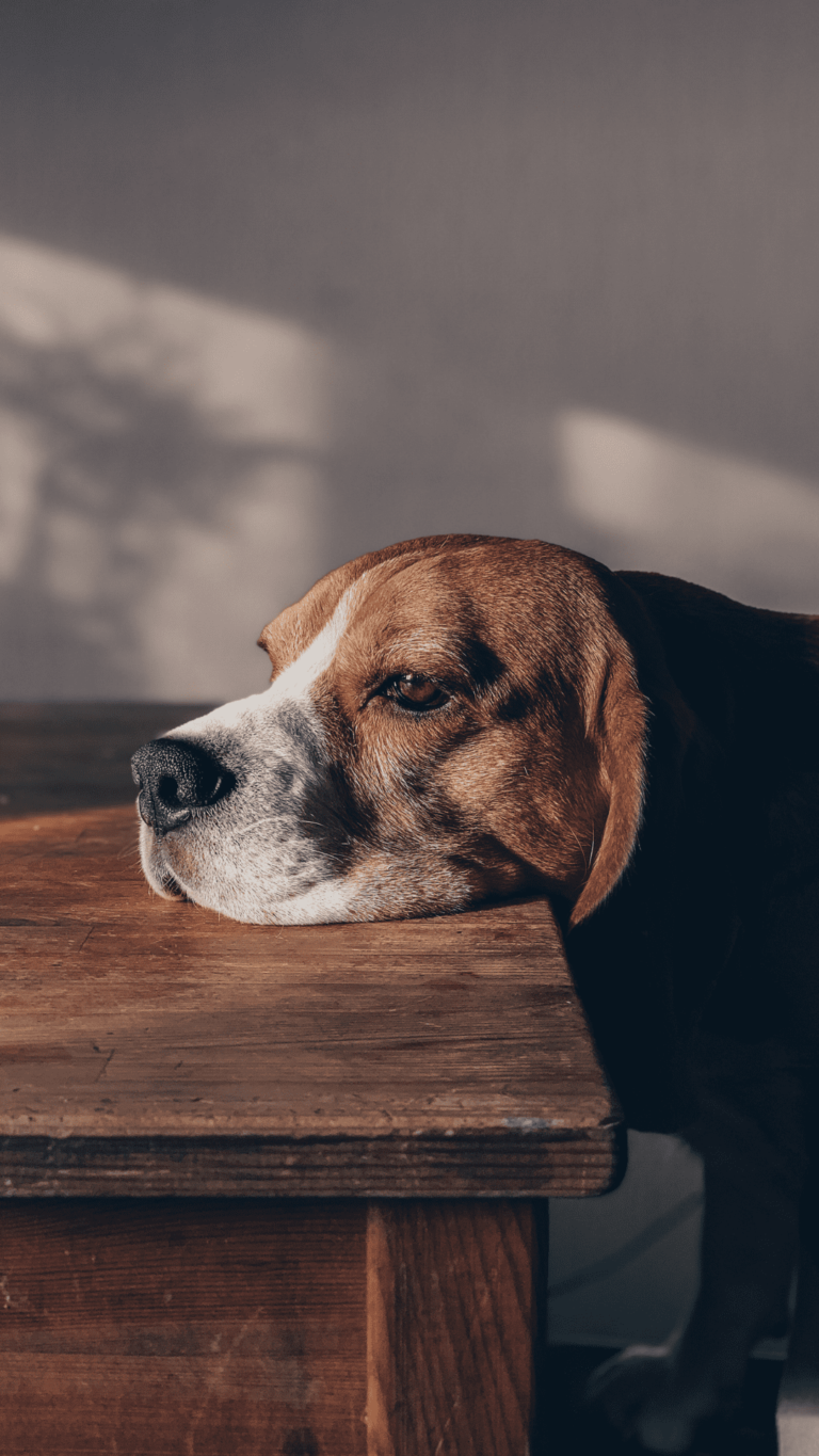 Parvovirose Canina Sintomas, Tratamento e Prevenção Essencial