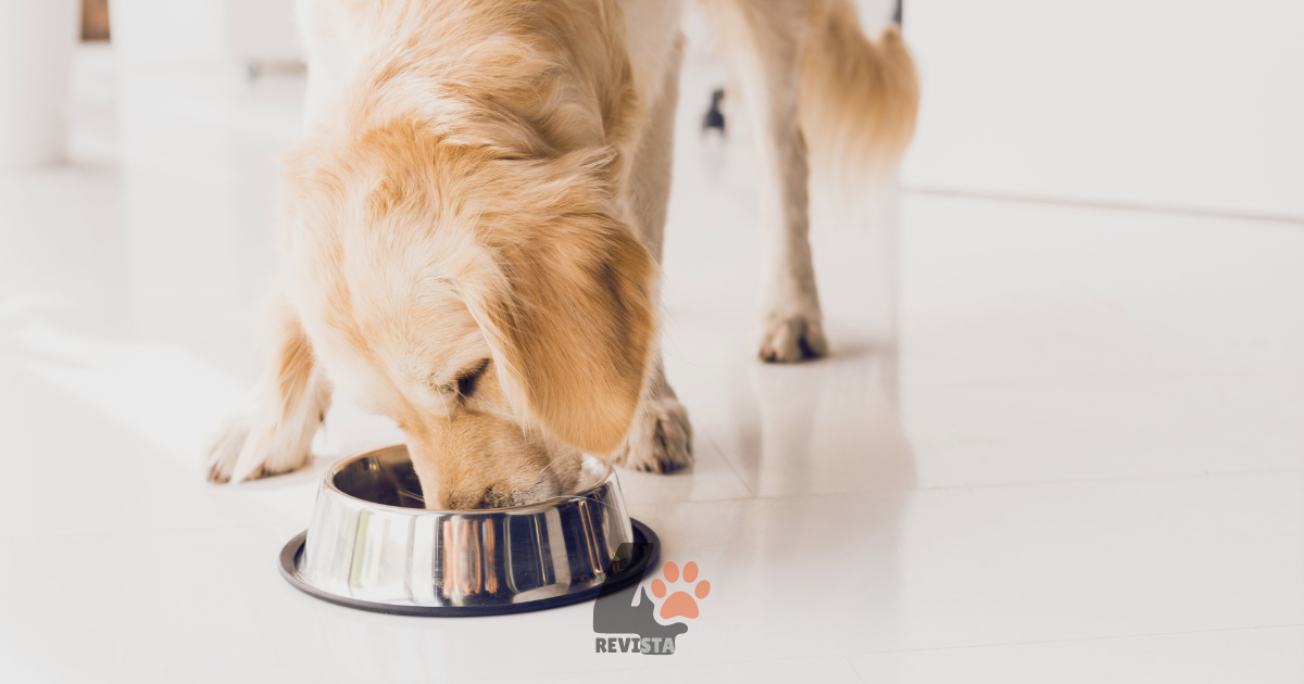 Premier Pet Renal Ração Nutrição Clínica Para Cães Adultos (3)