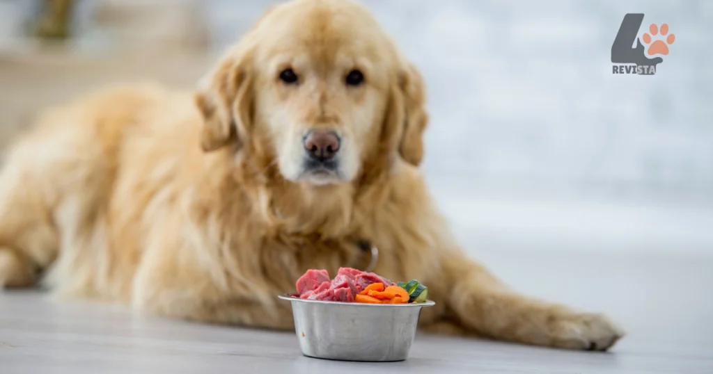 O que os cachorros podem comer além de ração