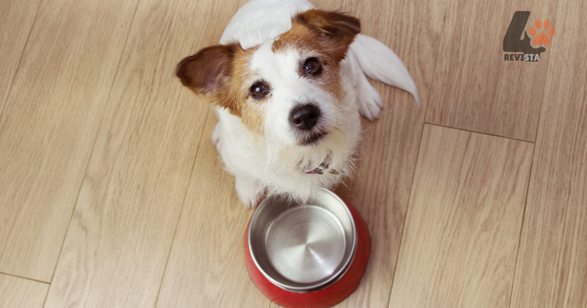 O que os cachorros podem comer além de ração (2)