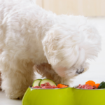 Quando posso dar alimentação caseira para meu cachorro (2)