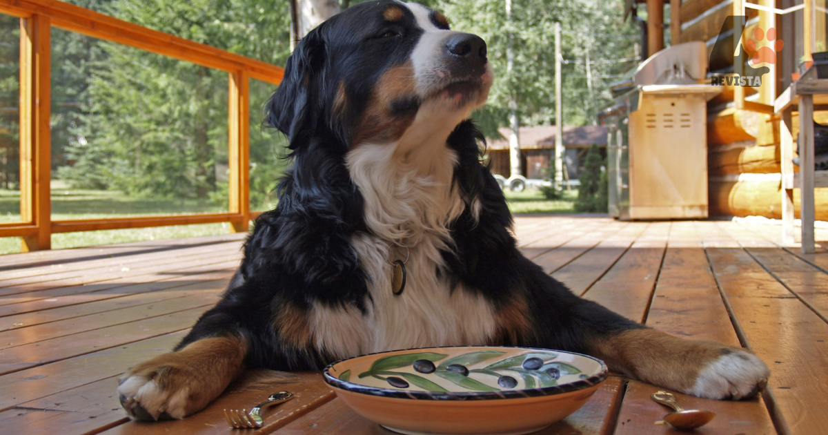 Quando posso dar alimentação caseira para meu cachorro