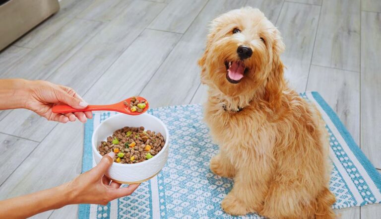 Melhor horário para dar comida aos cães