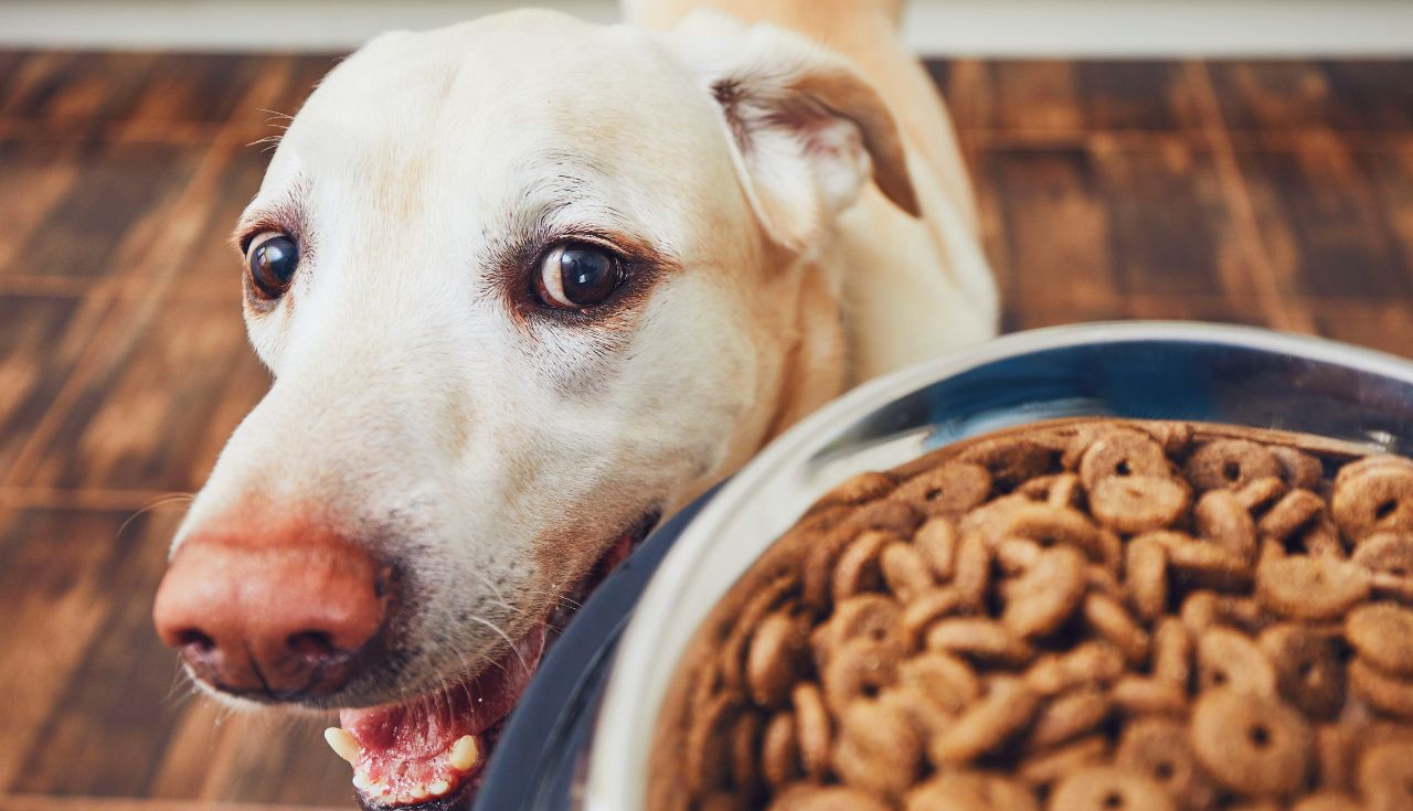 Melhor horário para dar comida aos cães (2)