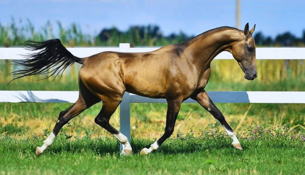 Alimentação na Performance de Cavalos