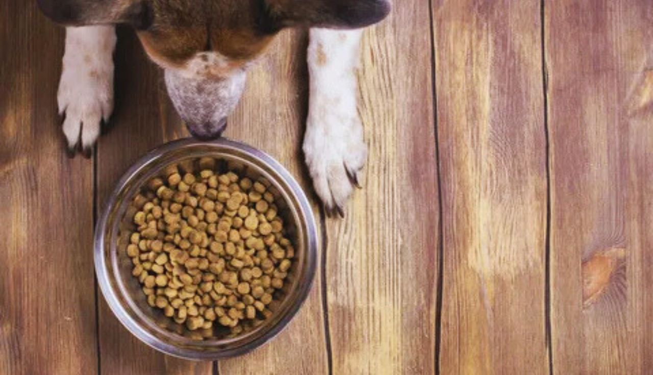 Alimentos Seguros para Cachorros (3)