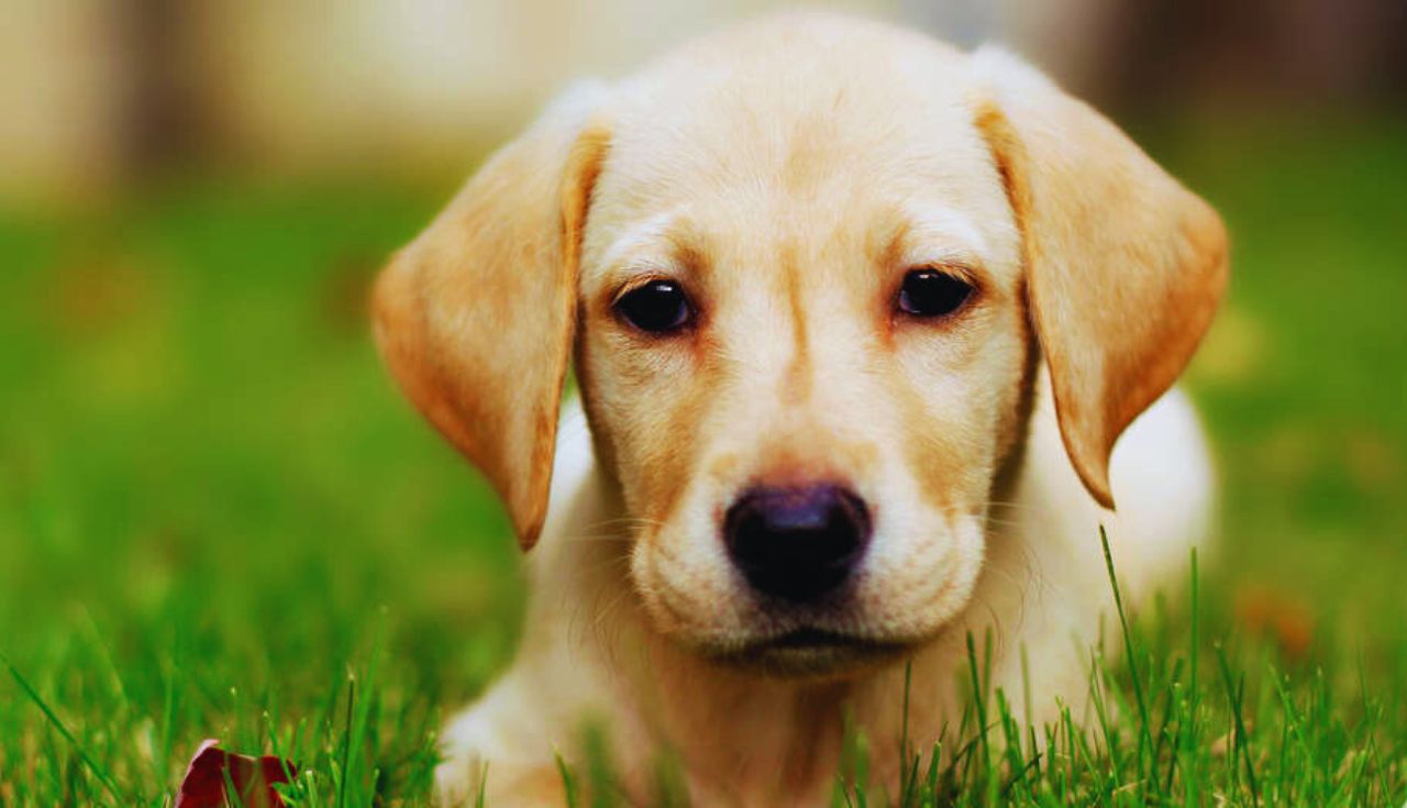 Ambiente Seguro para Seu Cachorro (3)