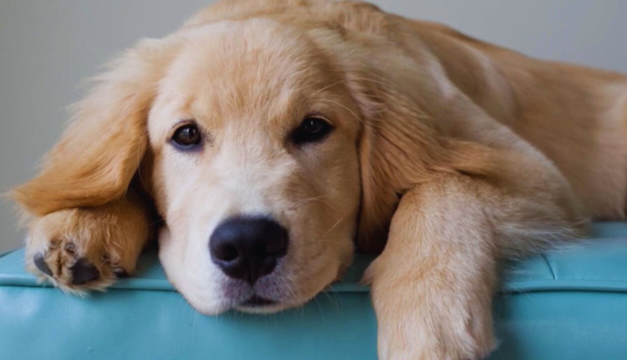 Ambiente Seguro para Seu Cachorro