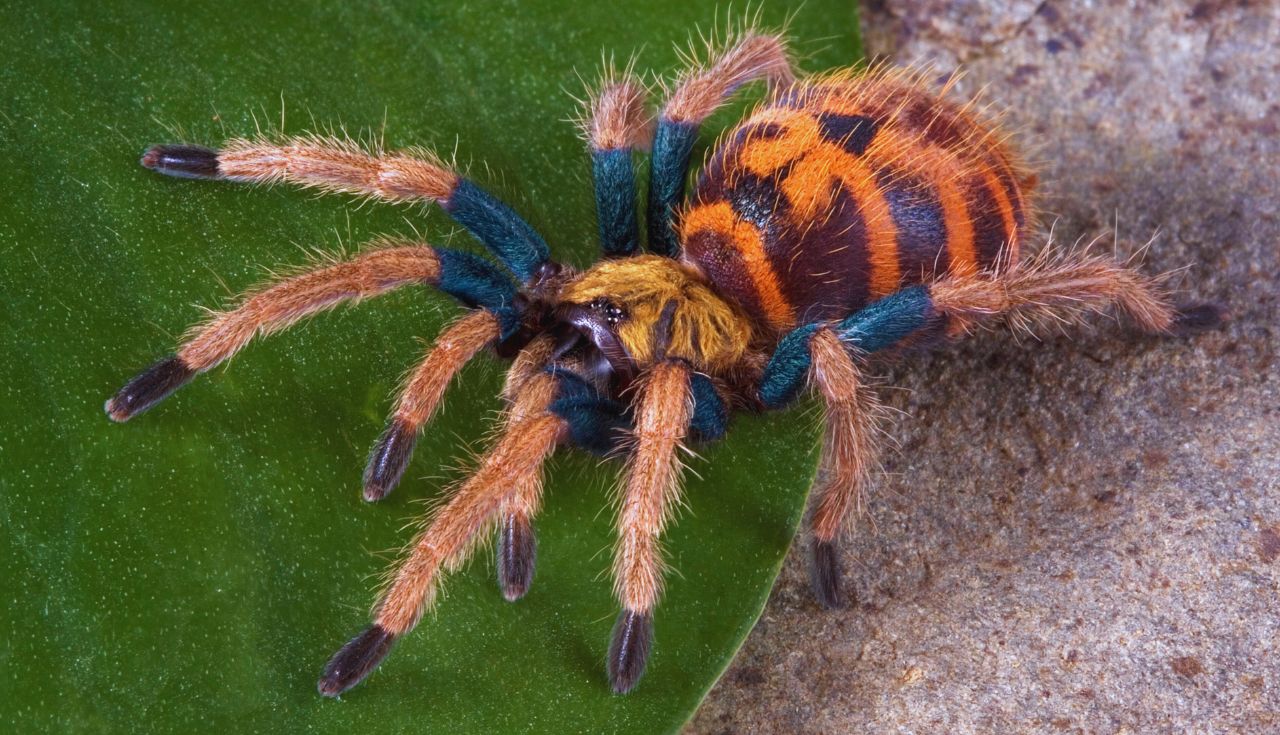 Animais Exóticos em Ambientes Urbanos (3)