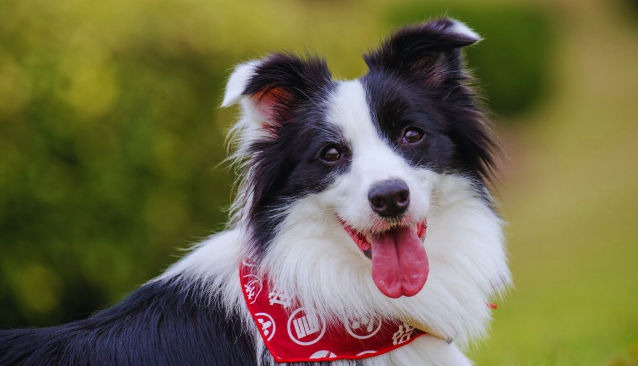 Cachorro Ideal para o Seu Estilo de Vida (2)