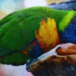 Cuidados Especiais com Aves de Climas Tropicais (3)