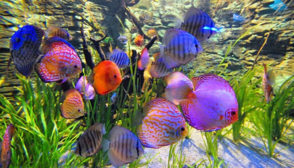 Cuidados com Peixes Tropicais em Climas Quentes 1