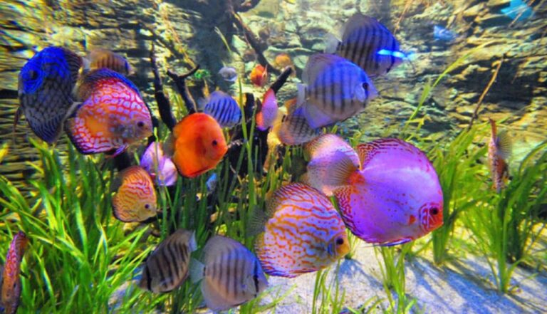 Cuidados com Peixes Tropicais em Climas Quentes 1