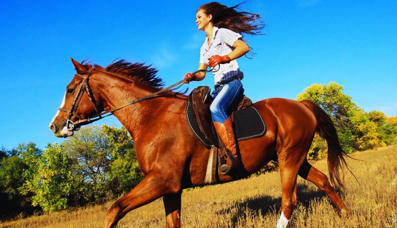 Descubra Como Construir Relacionamento de Confiança com Seu Cavalo Hoje