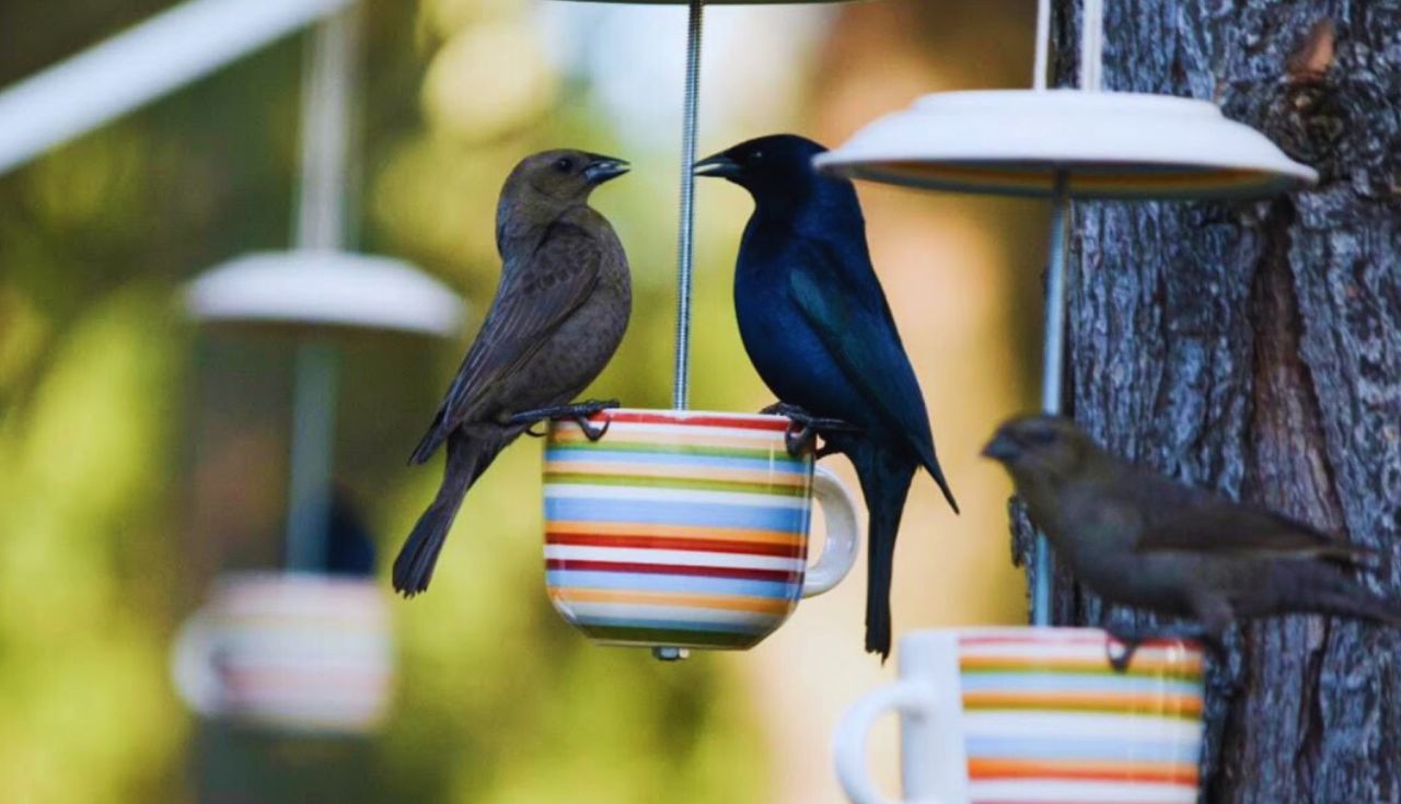 Descubra os 5 Benefícios de Criar Aves em Volteio Hoje!