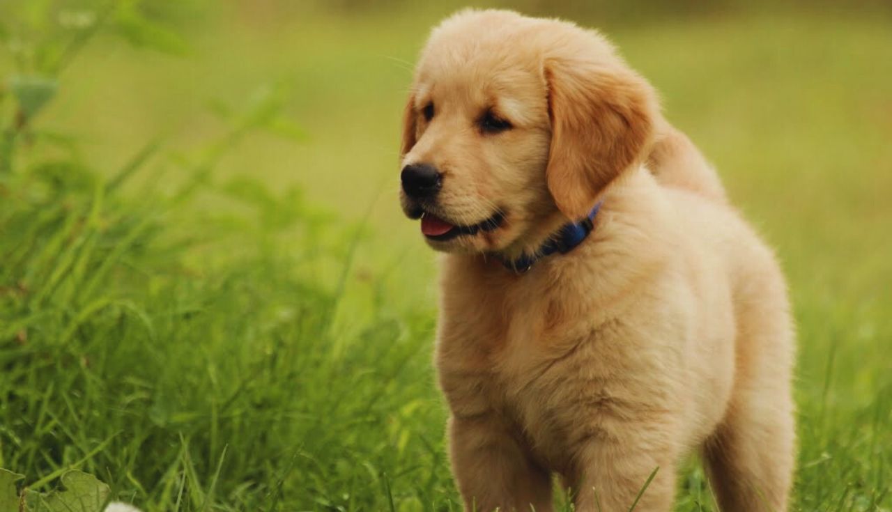 Dicas para Treinar um Filhote de Cachorro