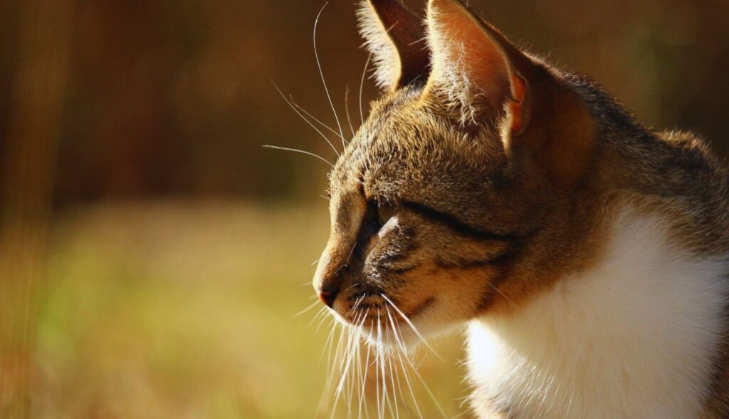 Gatos e Verão 5 Dicas Essenciais para Proteger seu Pet do Calor (1)