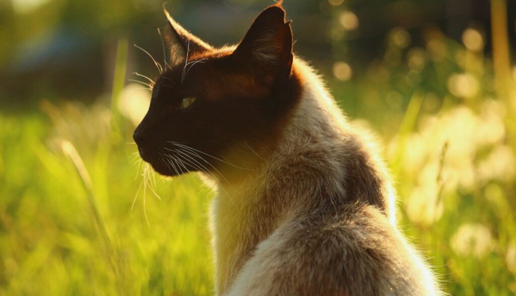 Gatos e Verão 5 Dicas Essenciais para Proteger seu Pet do Calor