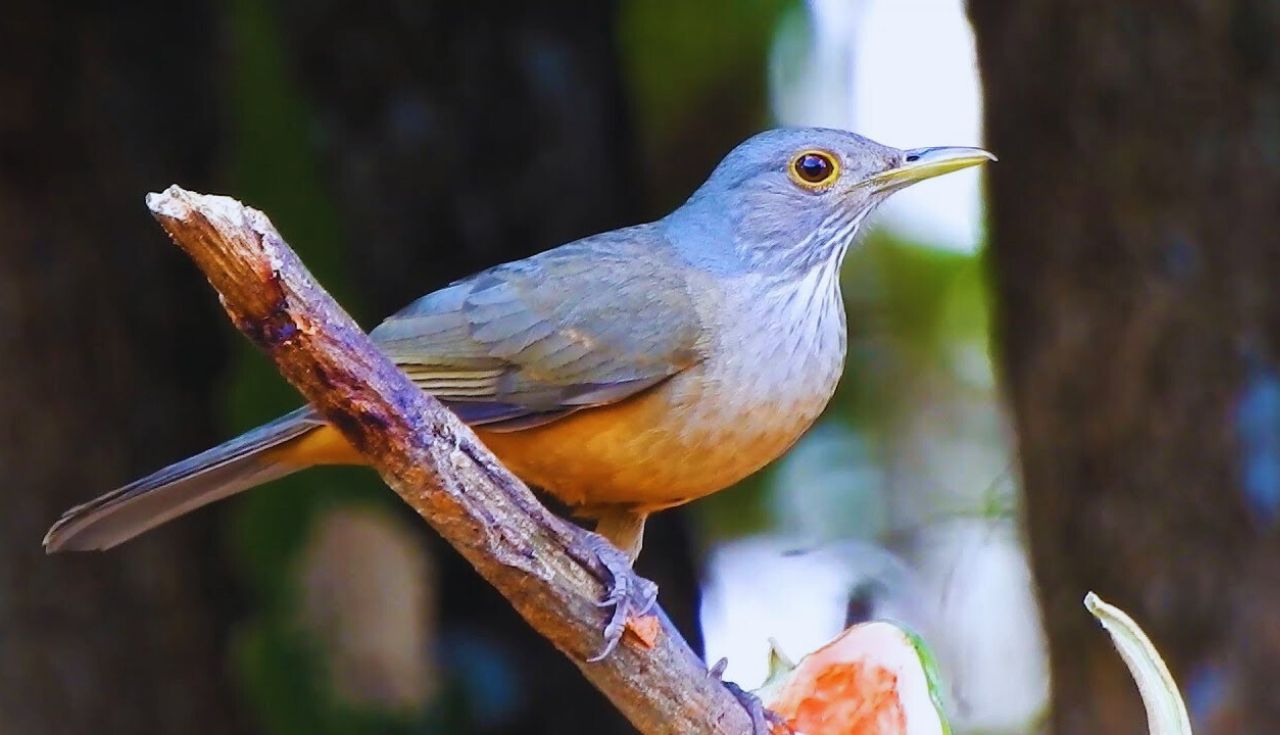 Identificar Aves por Seus Cantos (1)