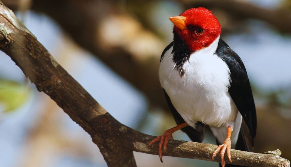 Identificar Aves por Seus Cantos