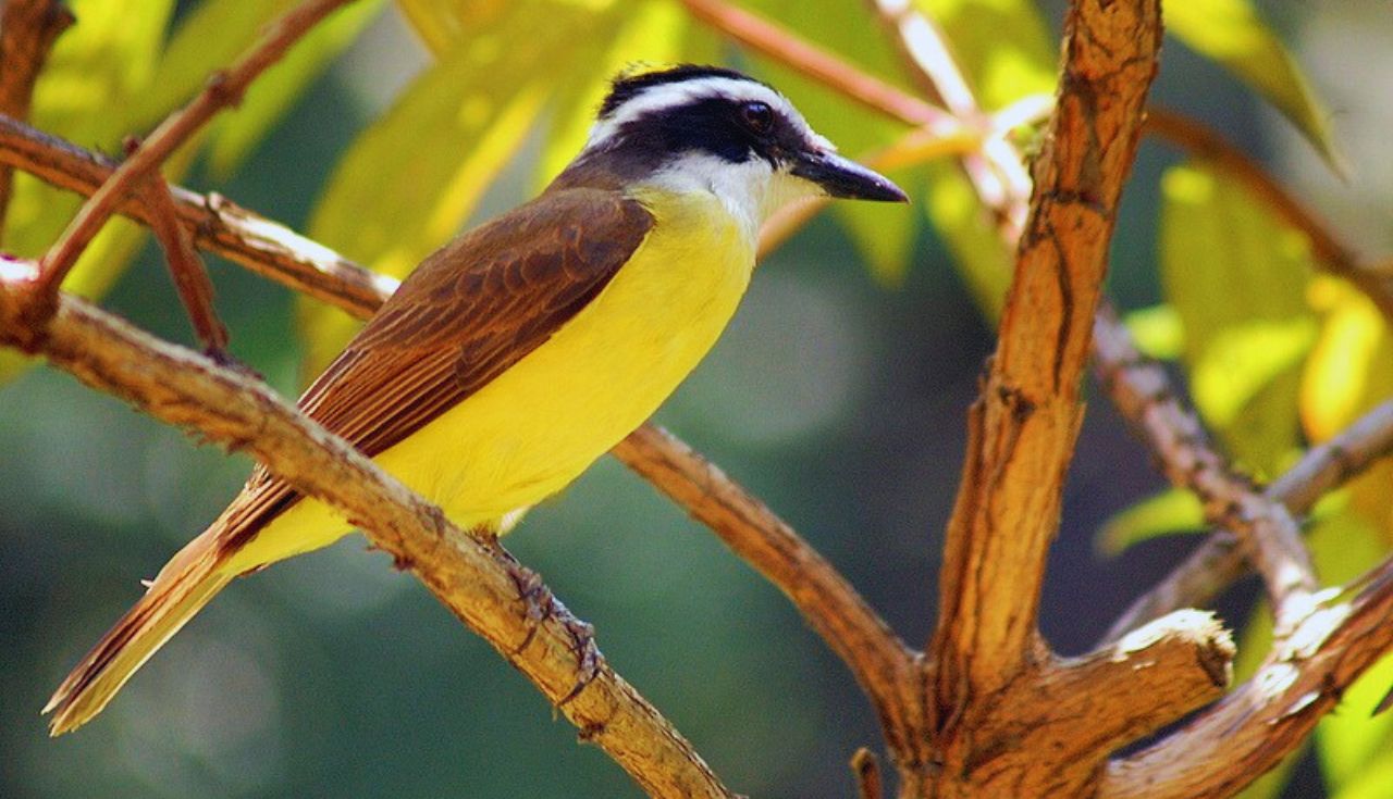 Identificar Aves por Seus Cantos (2)