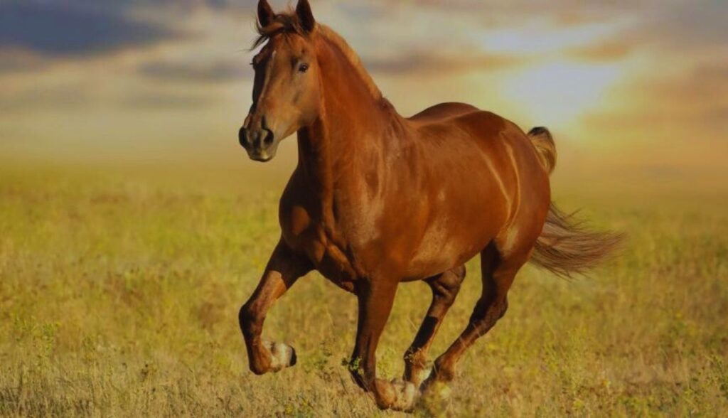 Importância da Vacinação em Cavalos