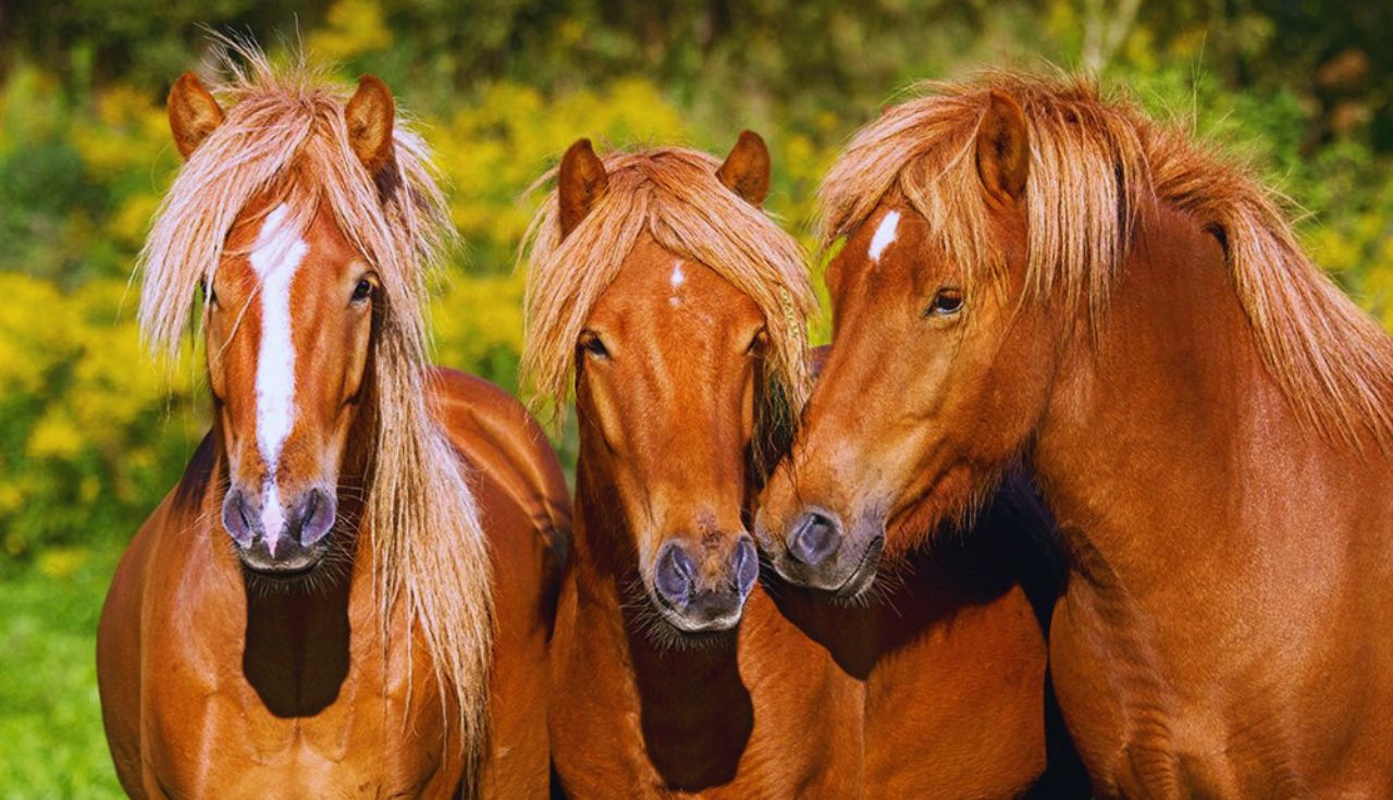 Importância da Vacinação em Cavalos (3)