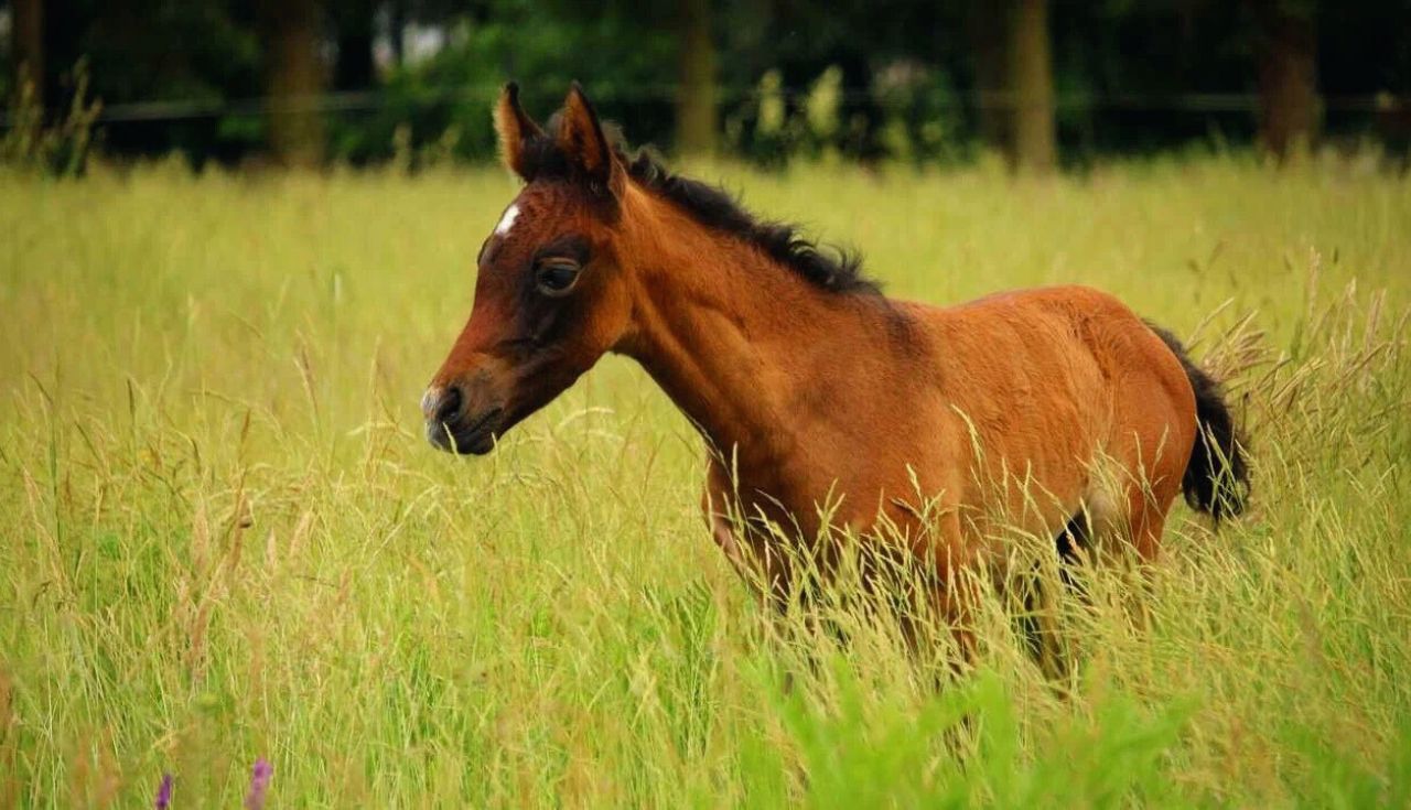 Melhor Pasto para Seu Cavalo (2)