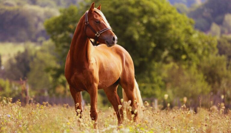 Melhor Pasto para Seu Cavalo (3)