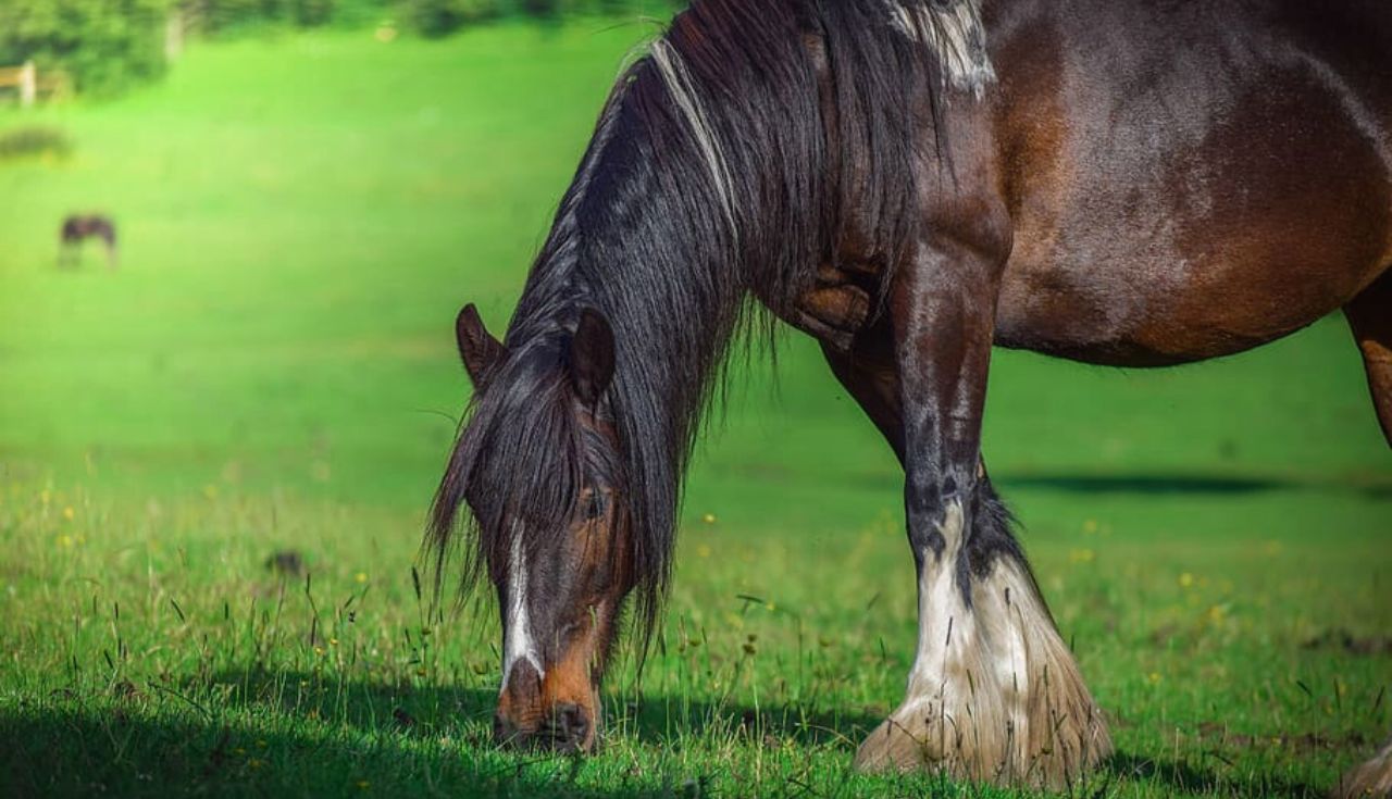 Melhor Pasto para Seu Cavalo