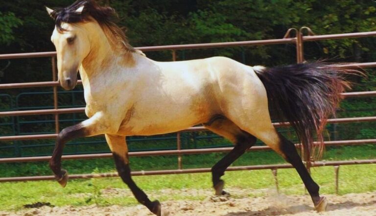 5 Melhores Cavalos para Aprendizado de Equitação.2