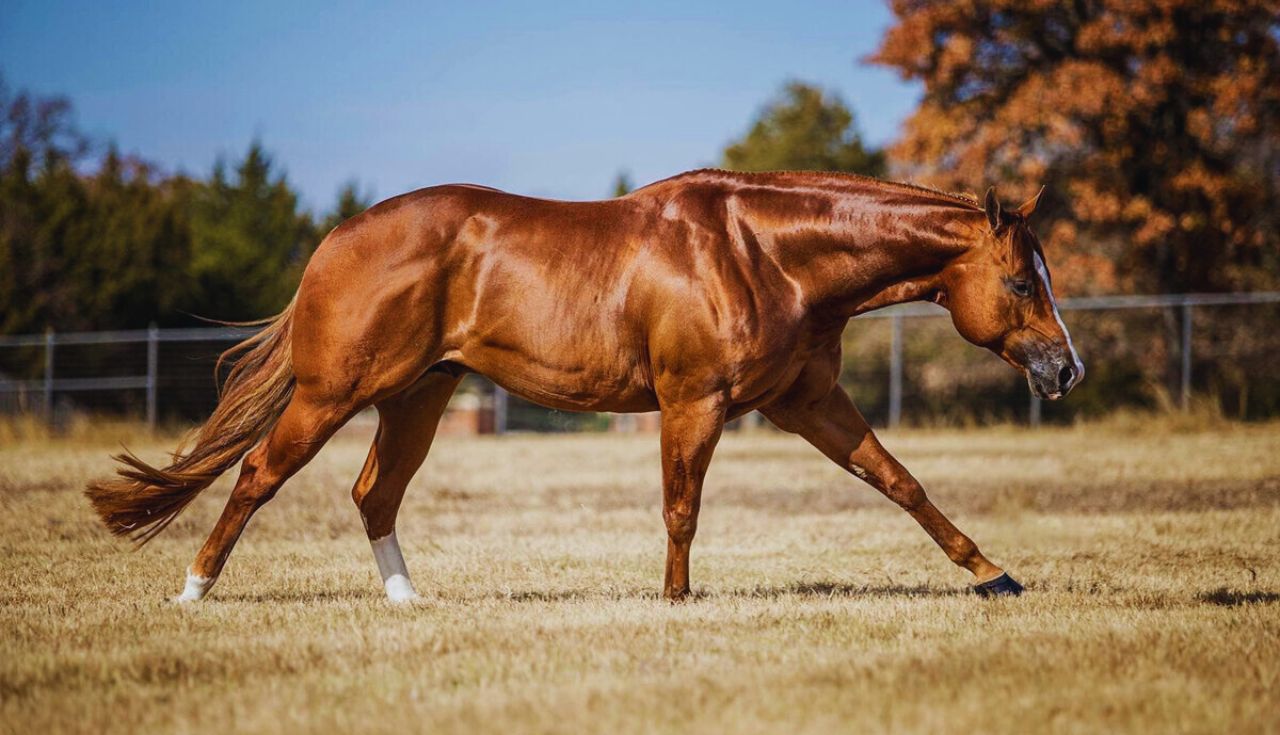 5 Melhores Cavalos para Aprendizado de Equitação.3