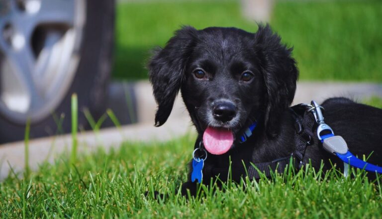 7 Cuidados Essenciais na Alimentação de Cachorros Atletas