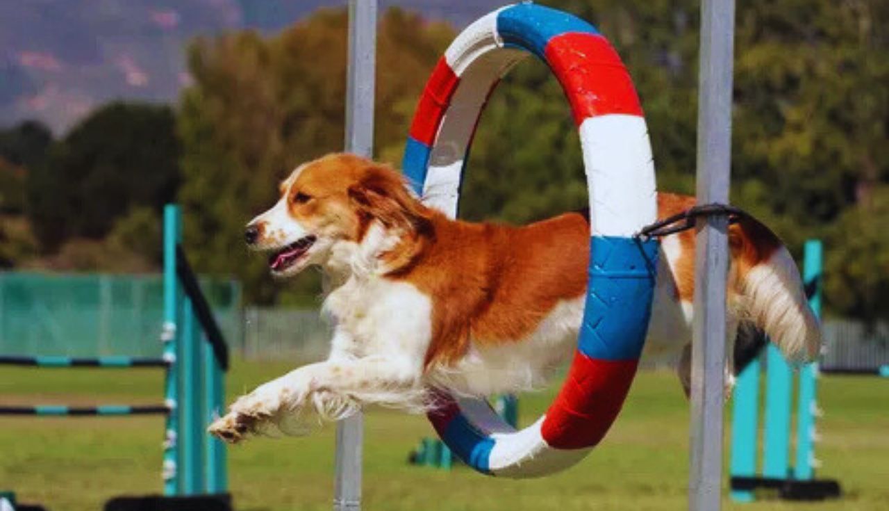 7 Cuidados Essenciais na Alimentação de Cachorros Atletas.2