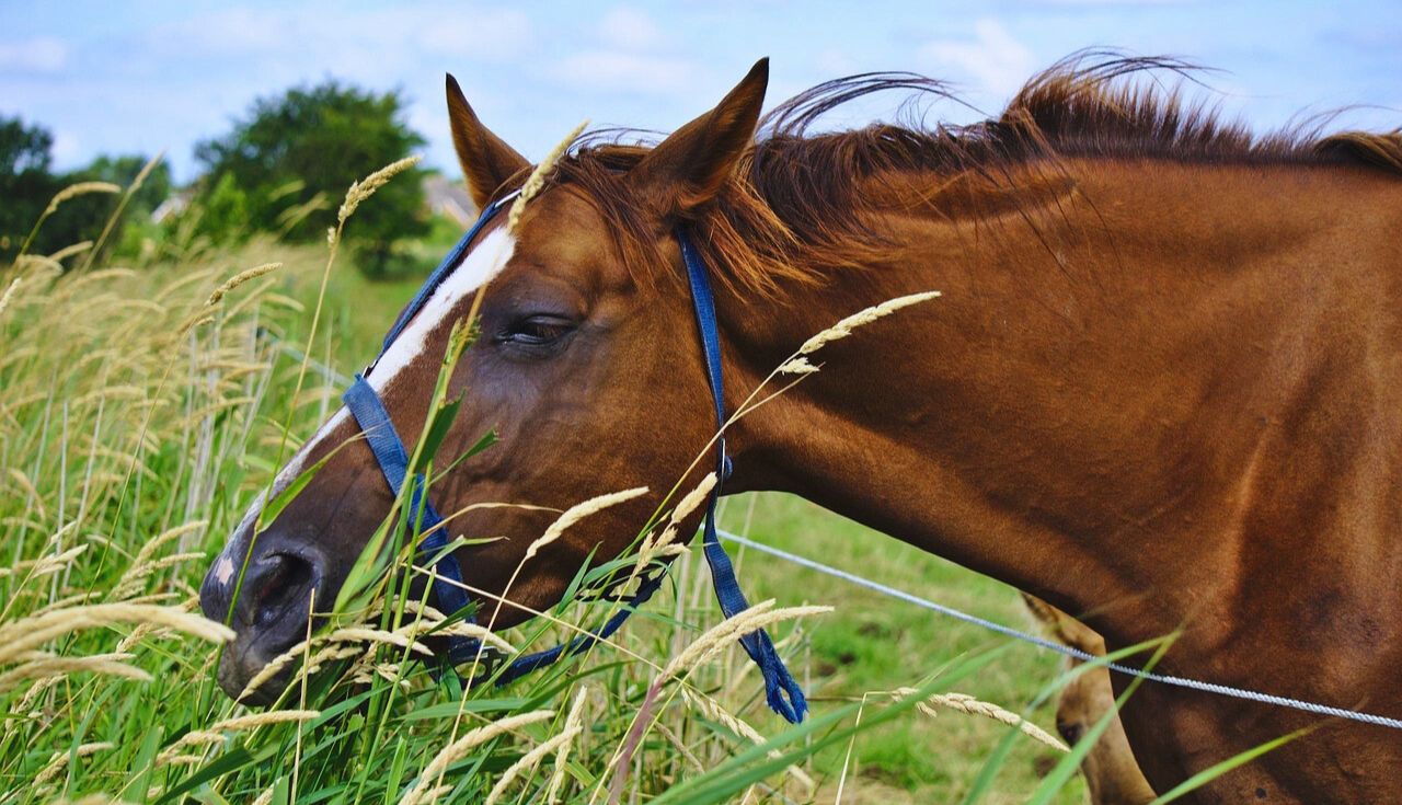 Alimentação Orgânica para Cavalos 2