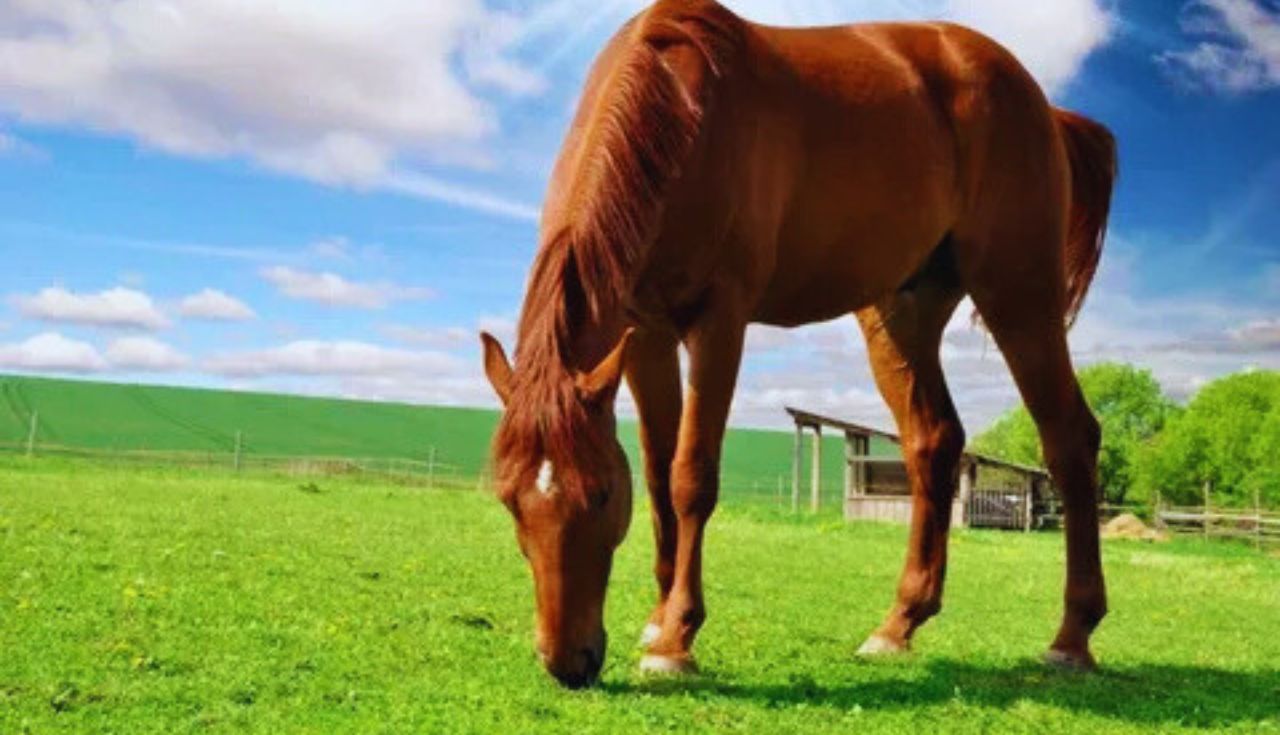 Alimentação Orgânica para Cavalos 3