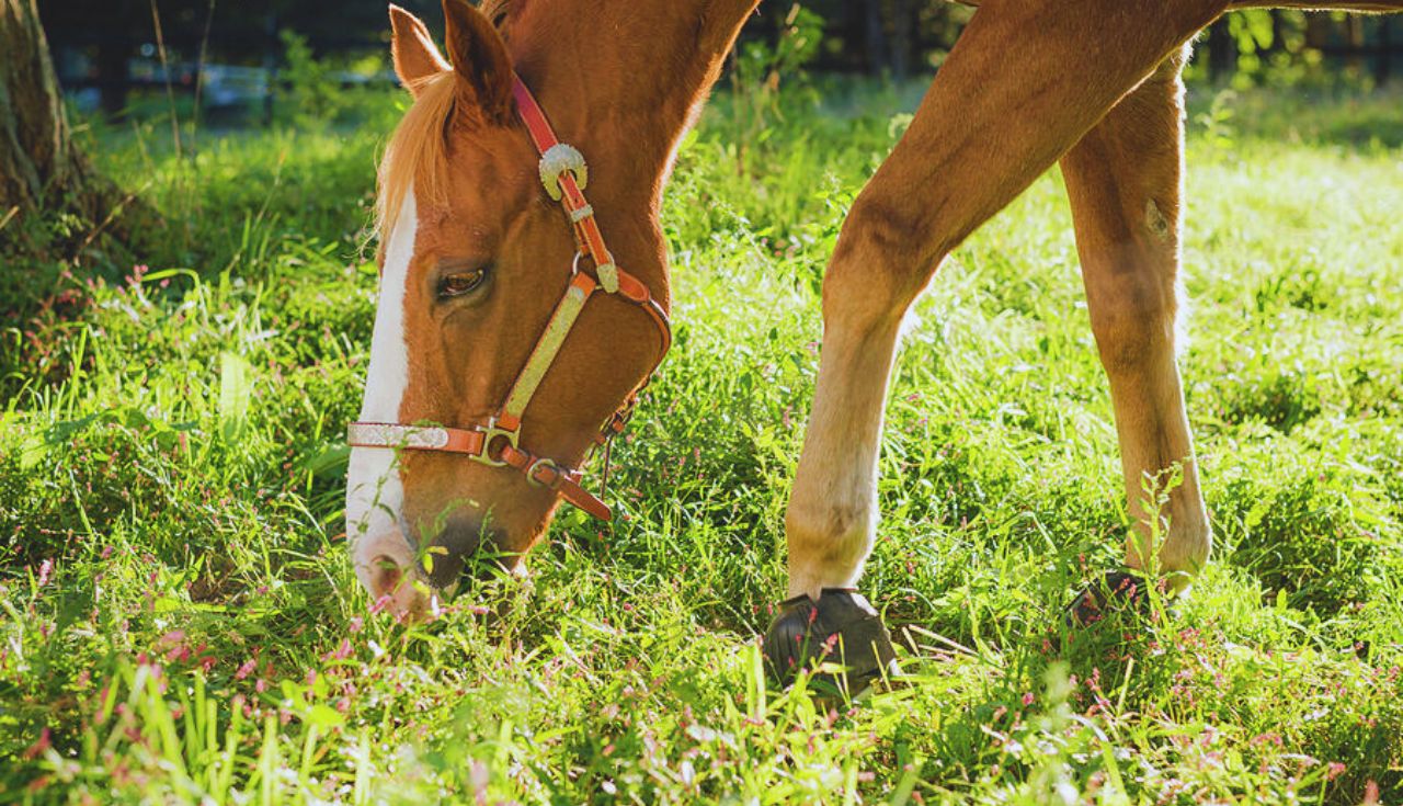 Alimentação Orgânica para Cavalos