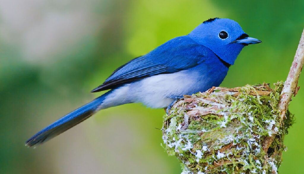 Aves Exóticas de Pequeno Porte