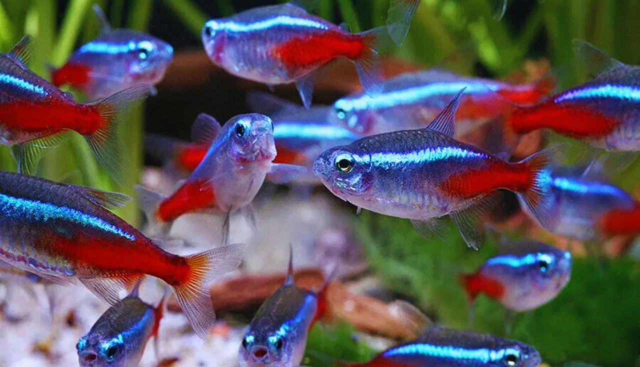 Como Criar Peixes de Água Doce em Espaços Compartilhados