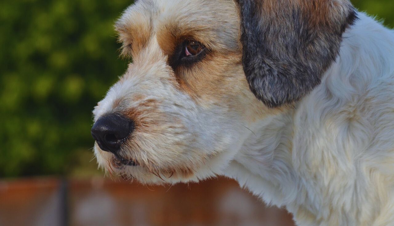 Como Identificar e Tratar Problemas de Audição em Cachorros.2