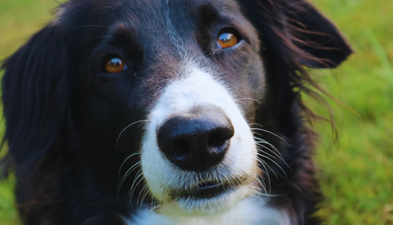 Como Identificar e Tratar Problemas de Audição em Cachorros