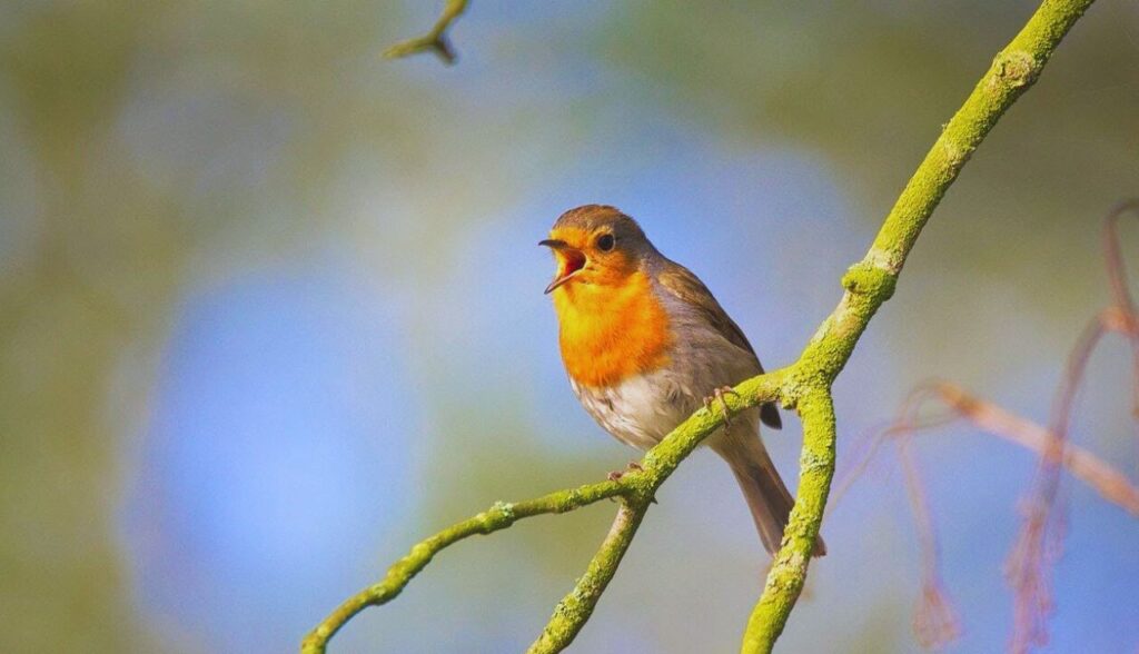 Criar Aves Canoras em Ambientes Domésticos.2