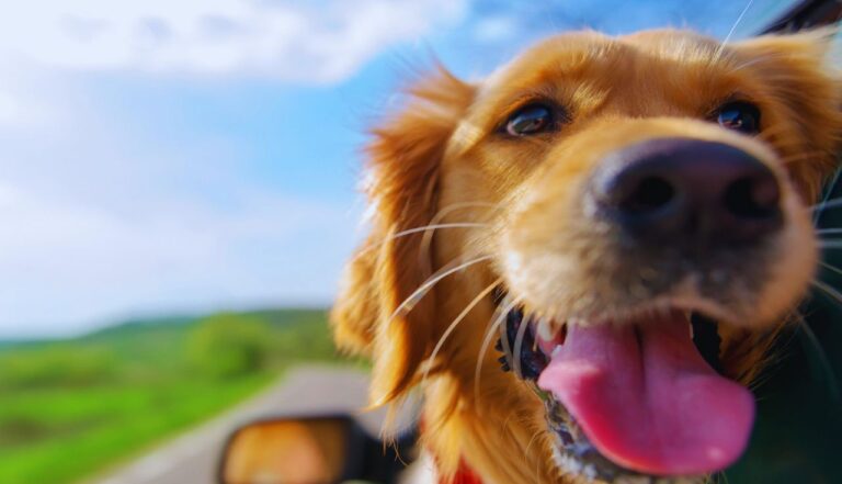 Descubra Como Treinar Seu Cachorro para Andar de Carro Hoje!