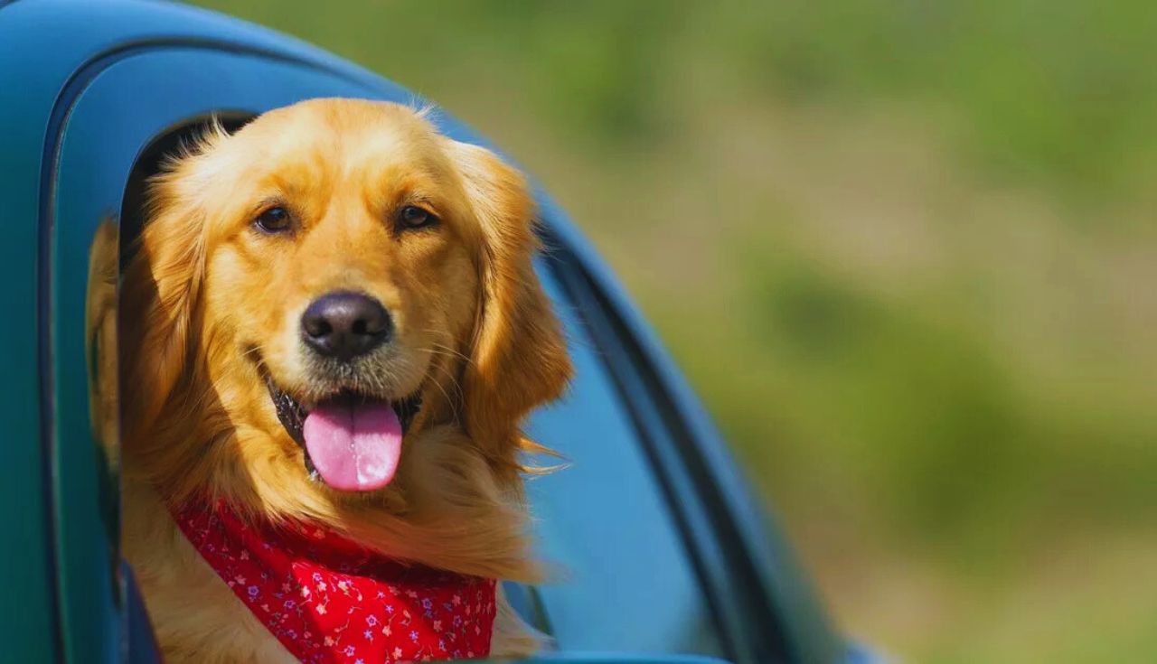 Descubra Como Treinar Seu Cachorro para Andar de Carro Hoje!.2